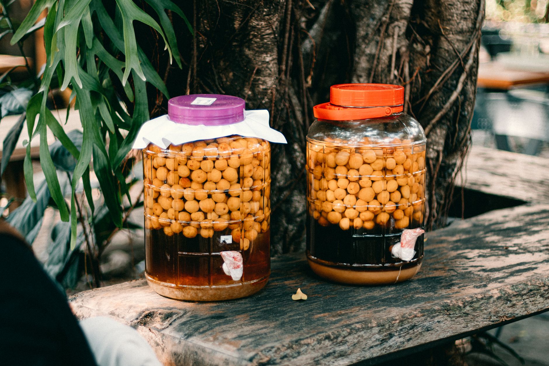 Choisir entre kombucha, kéfir et ginger beer : mode d’emploi