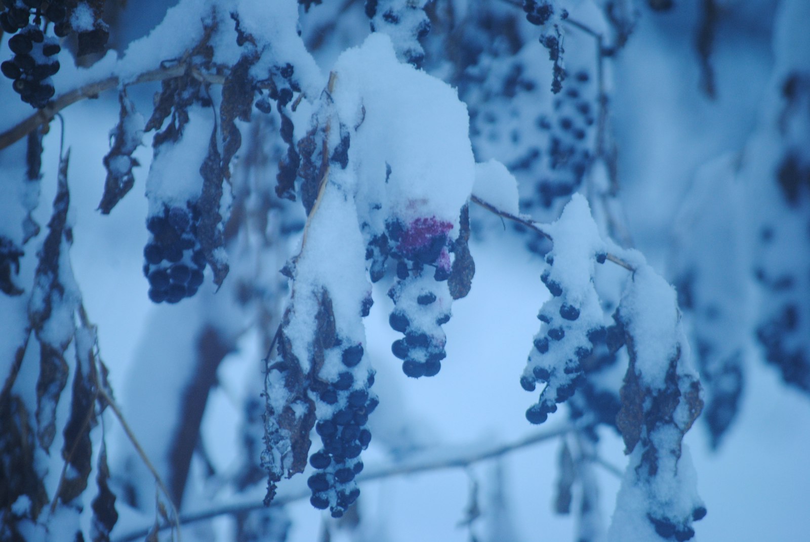 Dès cet hiver, boostez votre santé avec la cure de raisin